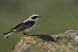 Black-eared Wheatear