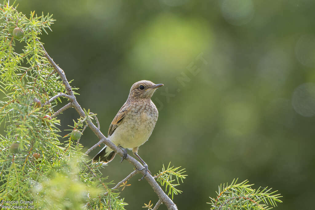 Western Black-eared Wheatearjuvenile, pigmentation