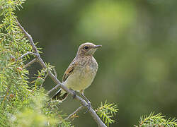 Western Black-eared Wheatear