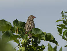 Red-billed Quelea