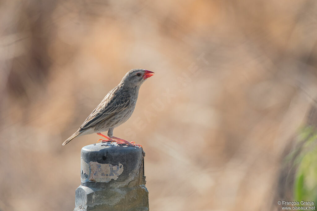 Red-billed Quelea