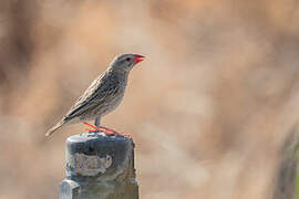 Red-billed Quelea