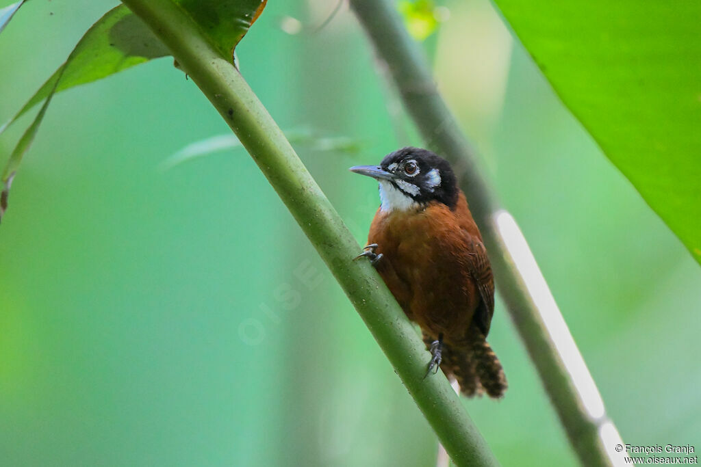 Bay Wren