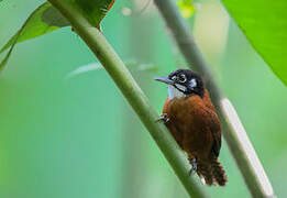 Bay Wren