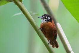 Bay Wren