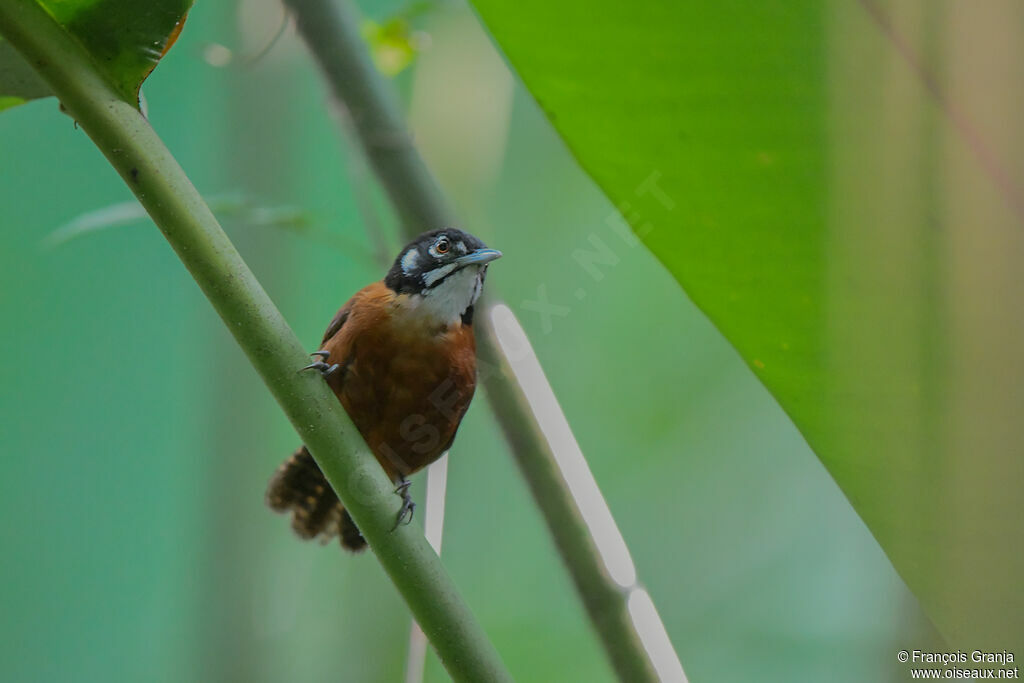 Bay Wren