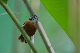 Bay Wren