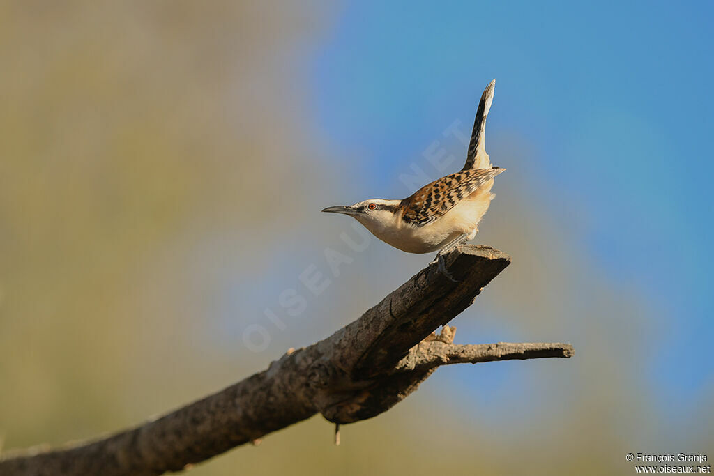 Rufous-backed Wren