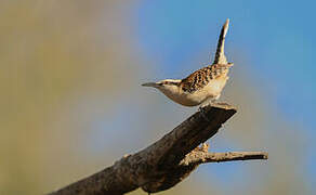 Rufous-backed Wren