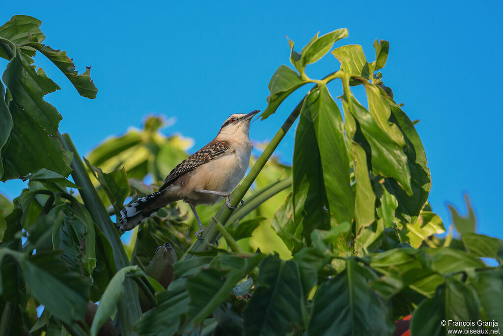 Rufous-backed Wren