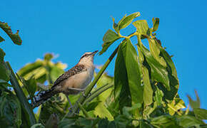 Rufous-backed Wren