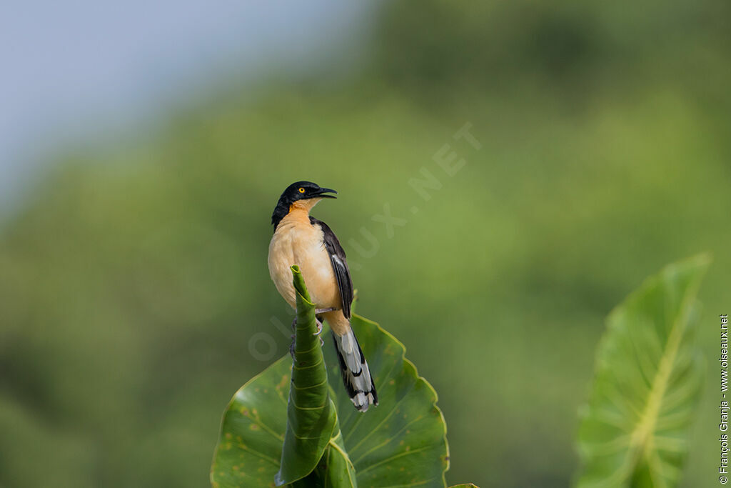 Black-capped Donacobius