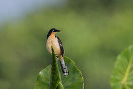 Black-capped Donacobius