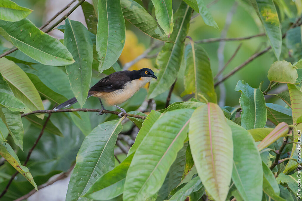 Black-capped Donacobius