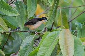 Black-capped Donacobius