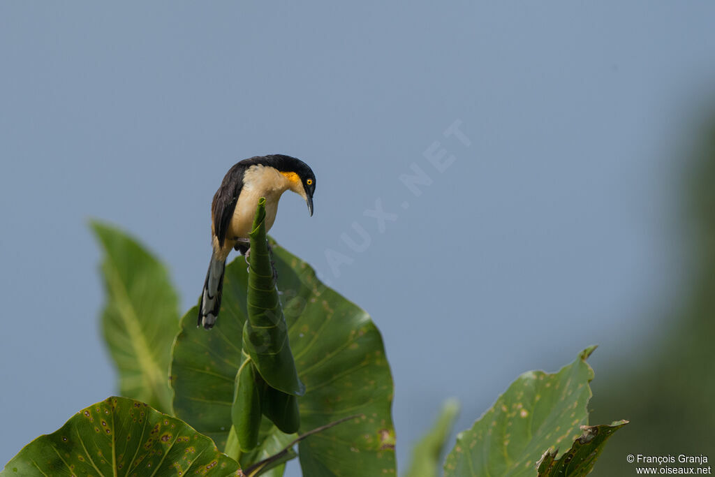 Black-capped Donacobius