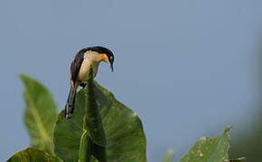 Black-capped Donacobius