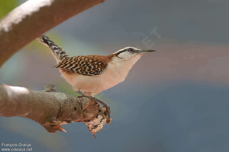 Rufous-naped Wrenadult