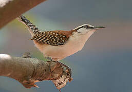 Rufous-naped Wren