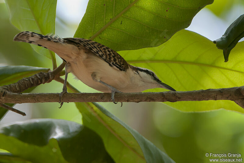 Rufous-naped Wrenadult