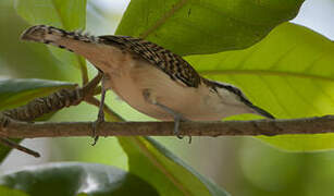 Veracruz Wren