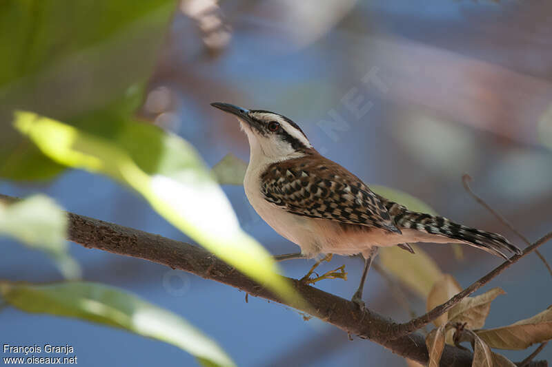 Veracruz Wrenadult, identification