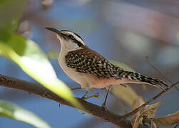 Veracruz Wren