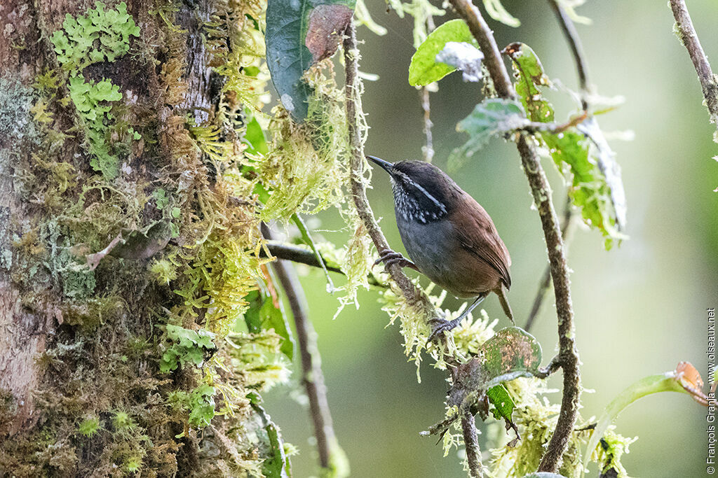 Grey-breasted Wood Wrenadult, Behaviour