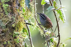 Grey-breasted Wood Wren