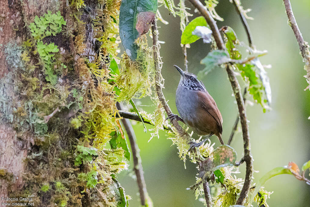 Grey-breasted Wood Wrenadult, habitat, pigmentation