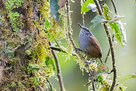 Grey-breasted Wood Wren