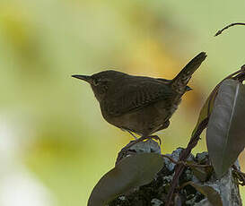 Troglodyte austral