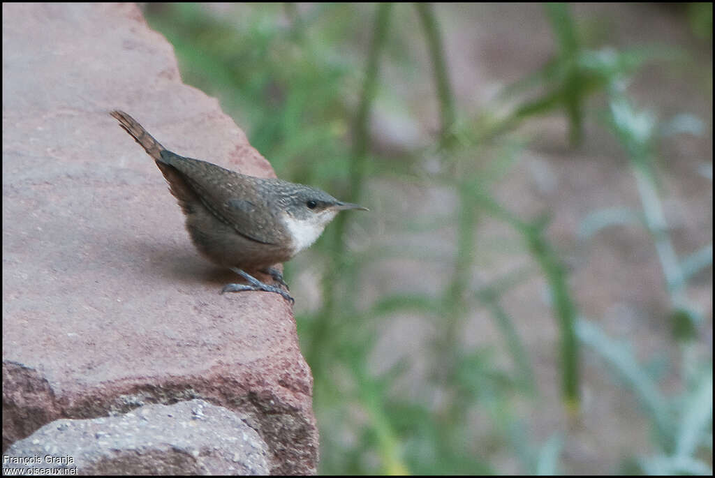 Canyon Wren