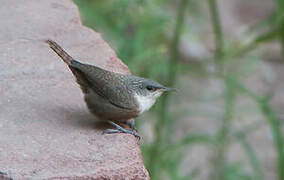 Canyon Wren