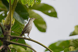 Thrush-like Wren