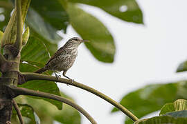 Thrush-like Wren