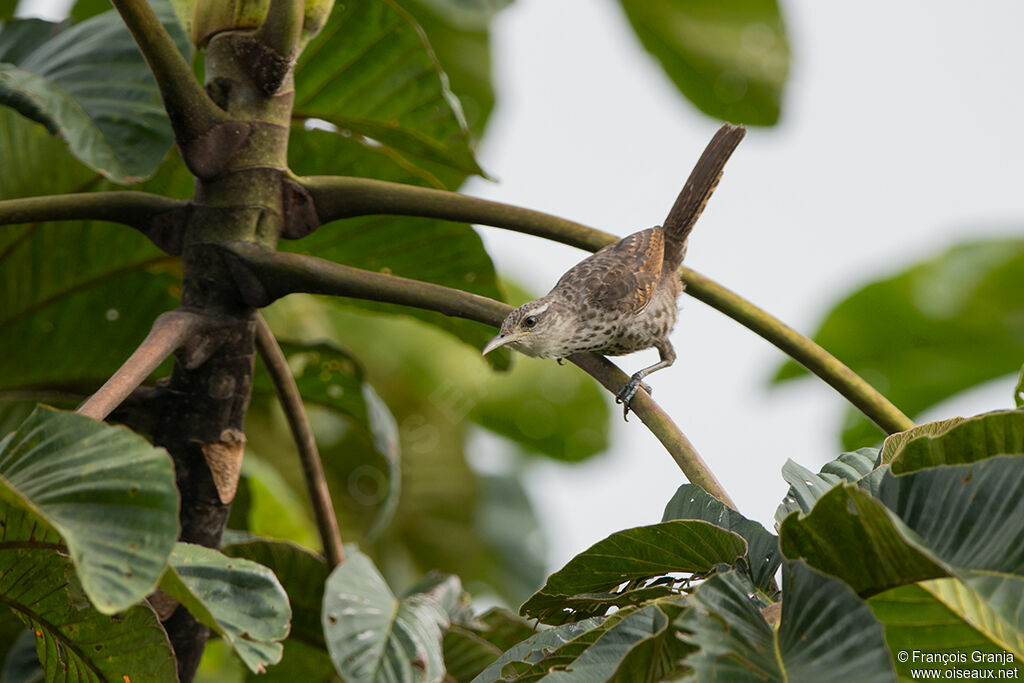 Thrush-like Wren