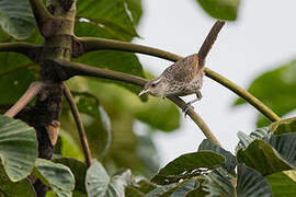 Thrush-like Wren