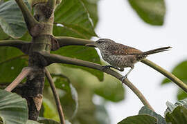 Thrush-like Wren