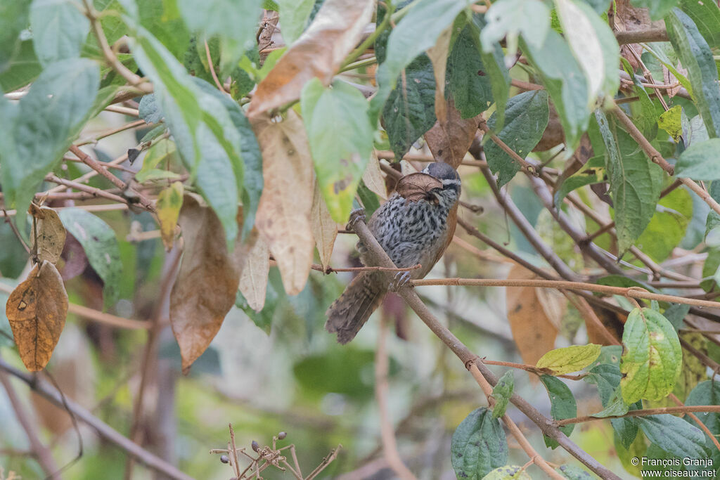 Inca Wren