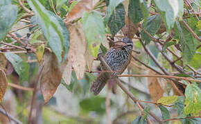 Inca Wren