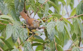 Inca Wren