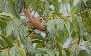 Inca Wren