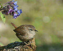 Eurasian Wren