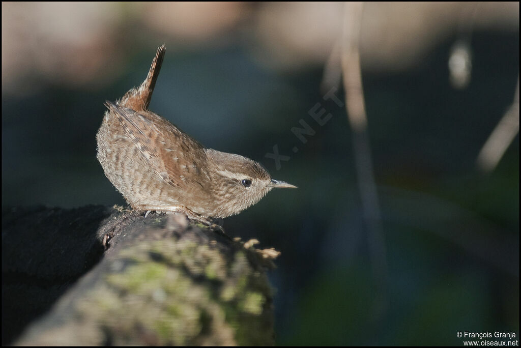 Eurasian Wrenadult