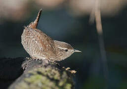 Eurasian Wren