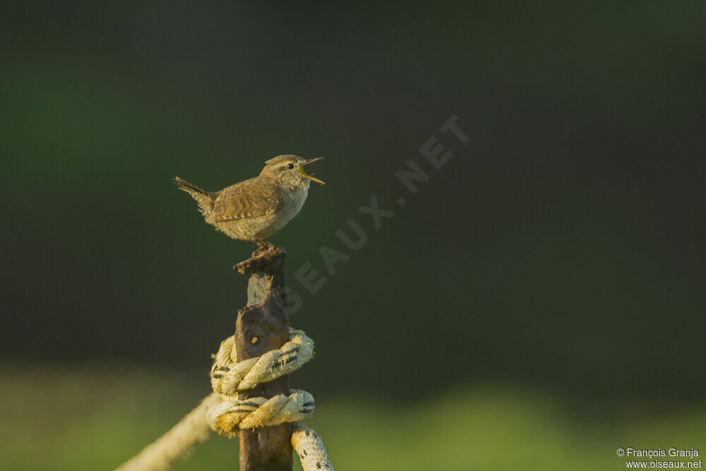 Eurasian Wrenadult