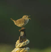 Eurasian Wren