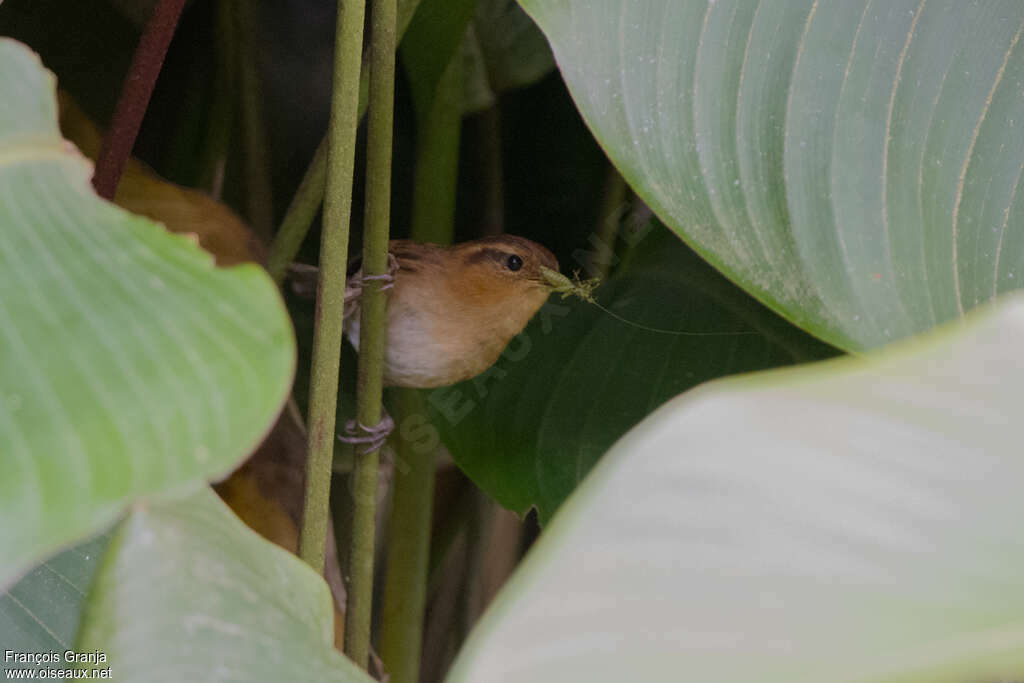 Mountain Wrenadult, feeding habits, Behaviour