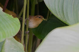 Mountain Wren